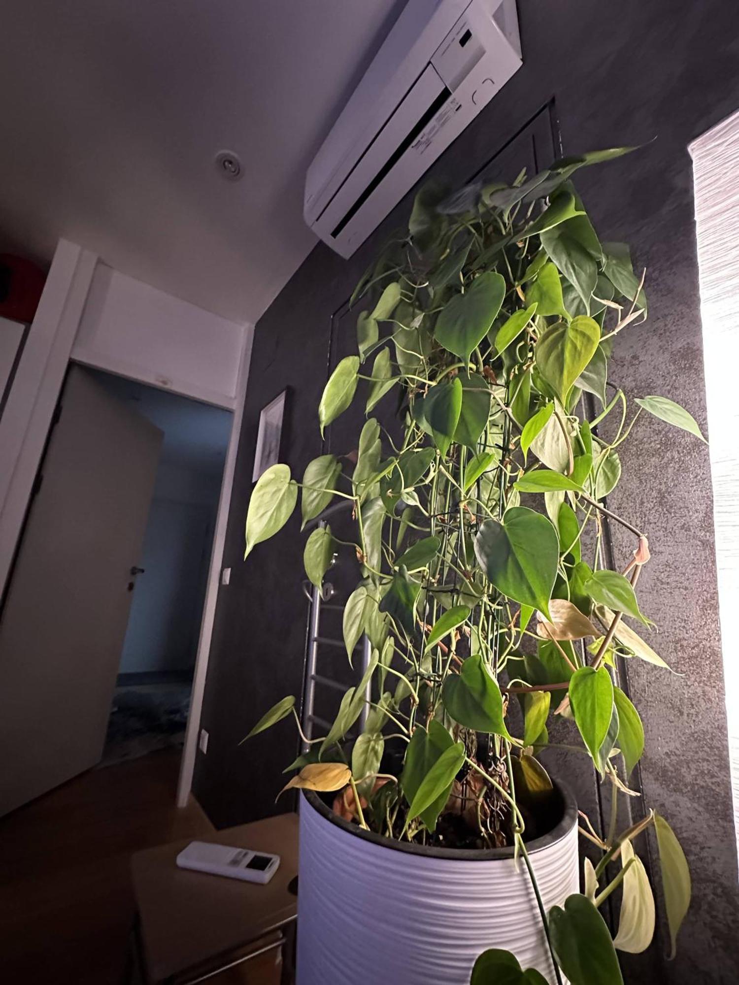 Apartament City-penthouse Mit 4 Terassen Und Whirlpool *